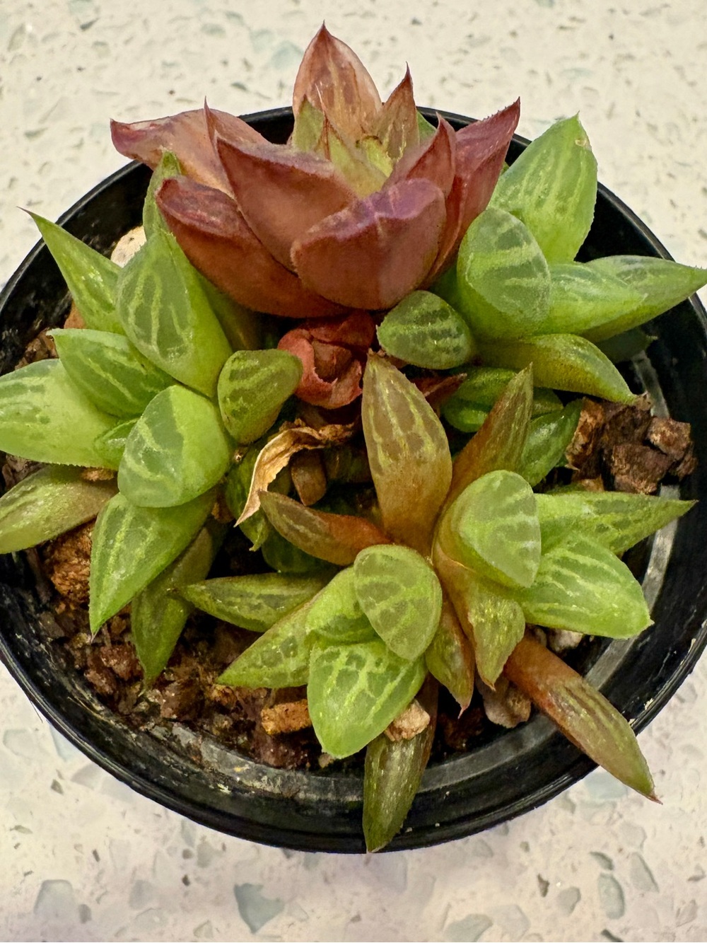 Haworthia Retusa F. Geraldii "Star Cactus" or Glass Leaf Succulent" live plant